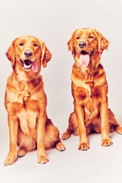 birdy and pretzels dogs