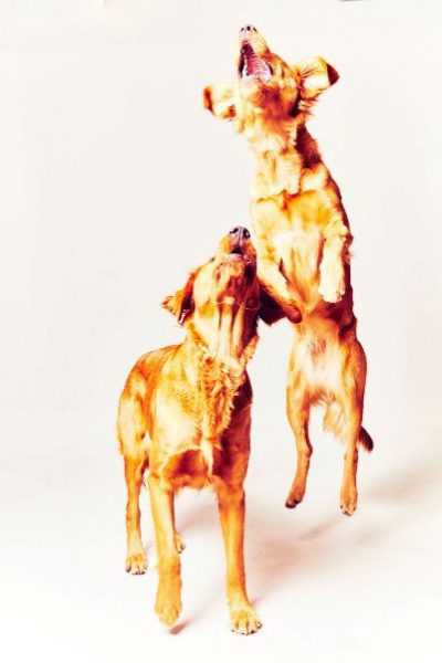 birdy and pretzels dogs